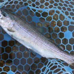 平日はミノーイングが楽しい！ ～フィッシングパーク高島の泉～